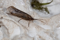 Un Trichoptre. Un mle (Trichoptre - Limnephilidae - Limnephilus affinis)